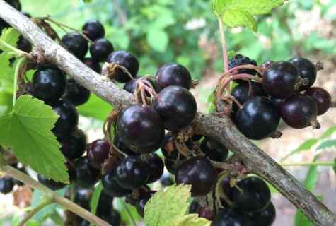 How to grow up blackcurrant