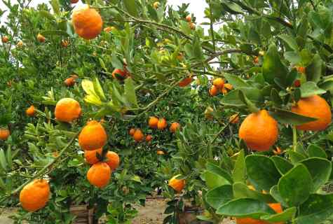 How to plant tangerine