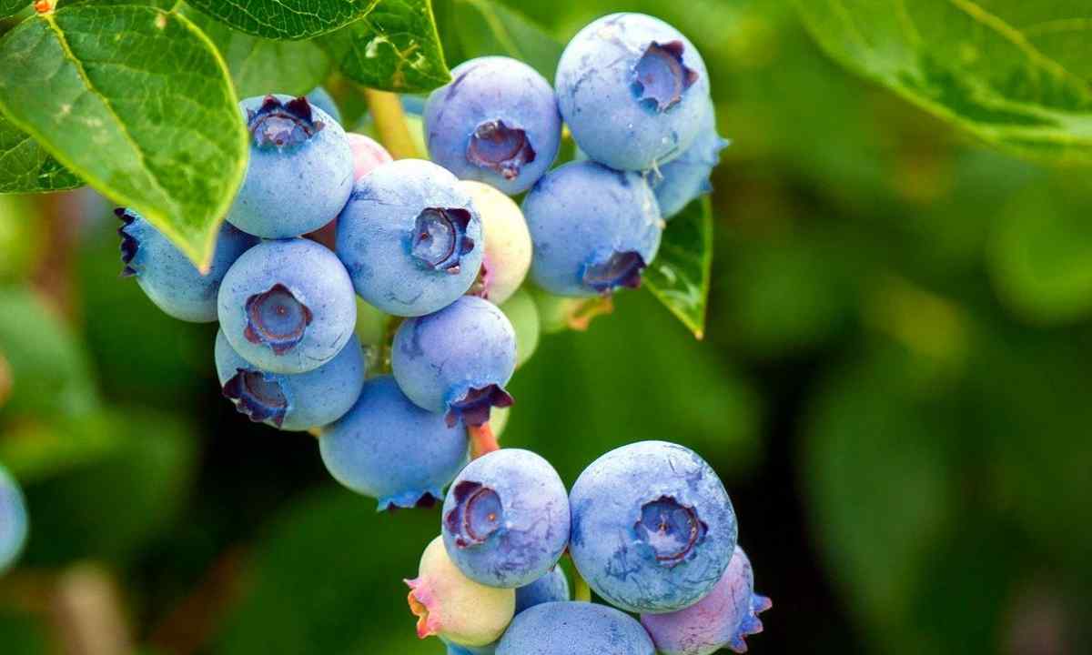 How to plant blueberry
