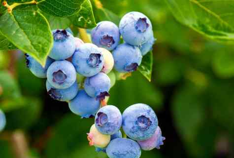 How to plant blueberry