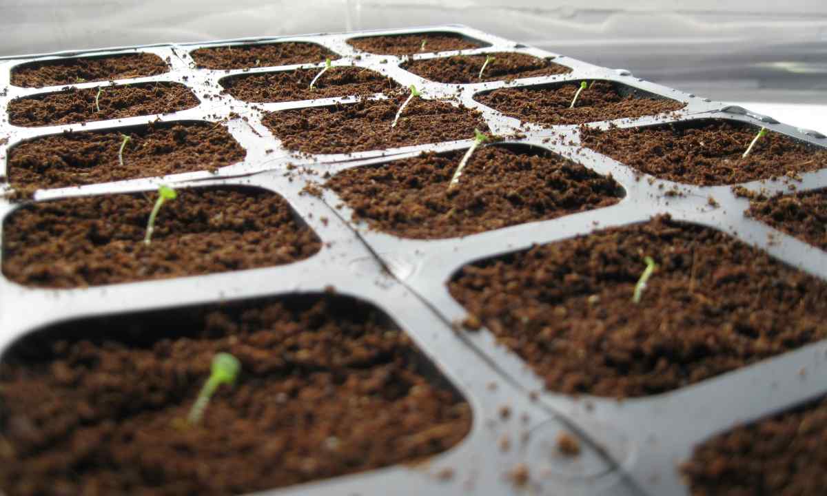 Than to feed up petunia seedling for growth