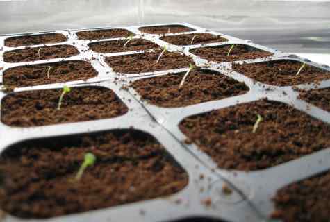 Than to feed up petunia seedling for growth