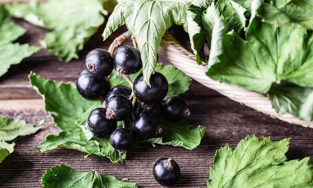 6 steps by big crop of blackcurrant