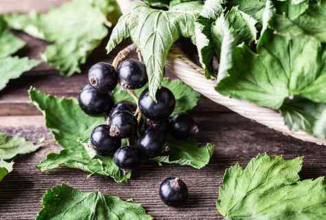6 steps by big crop of blackcurrant