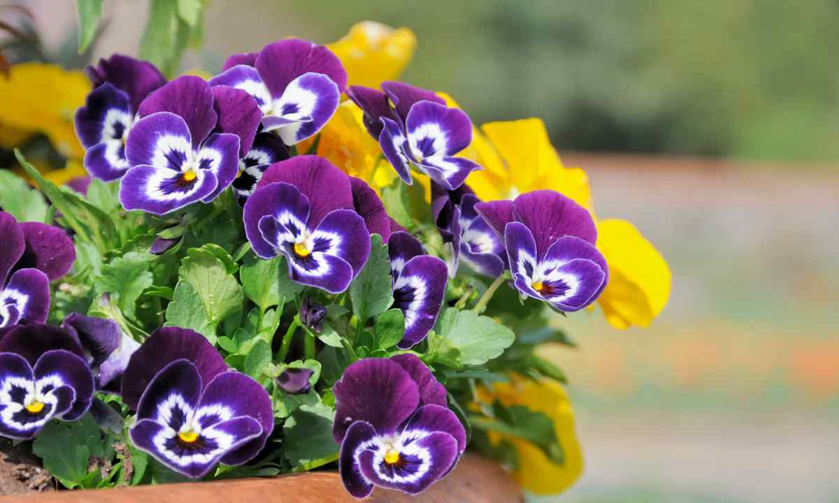 How to sow pansies