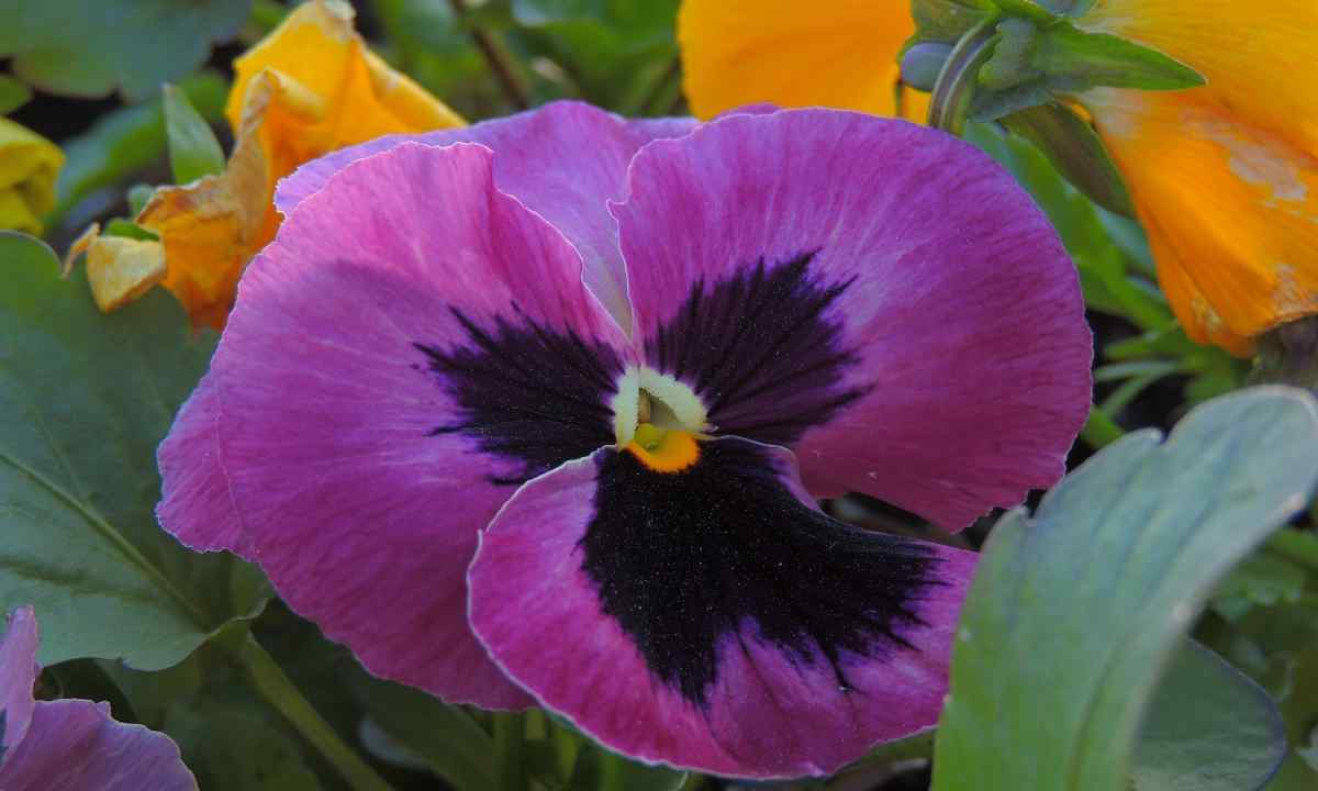 Pansies: landing and care for spring flower