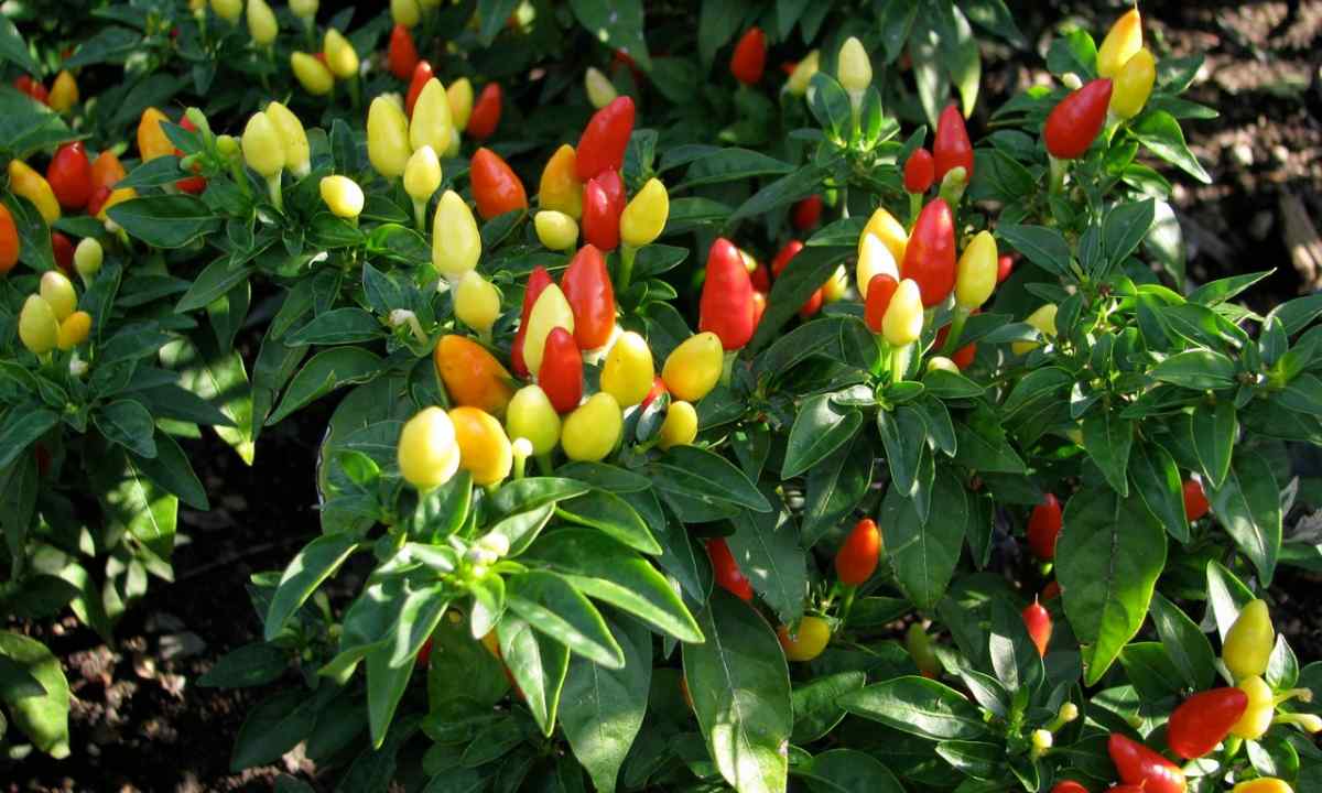 What pepper it is better to plant