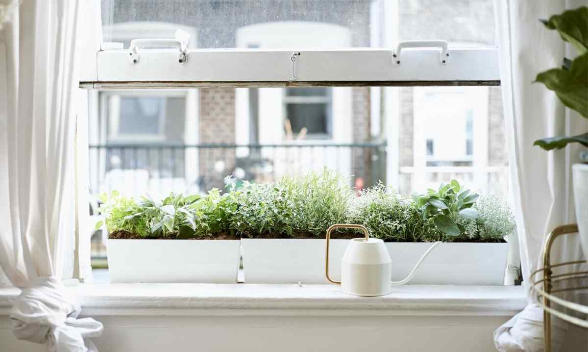 How to grow up arugula on windowsill