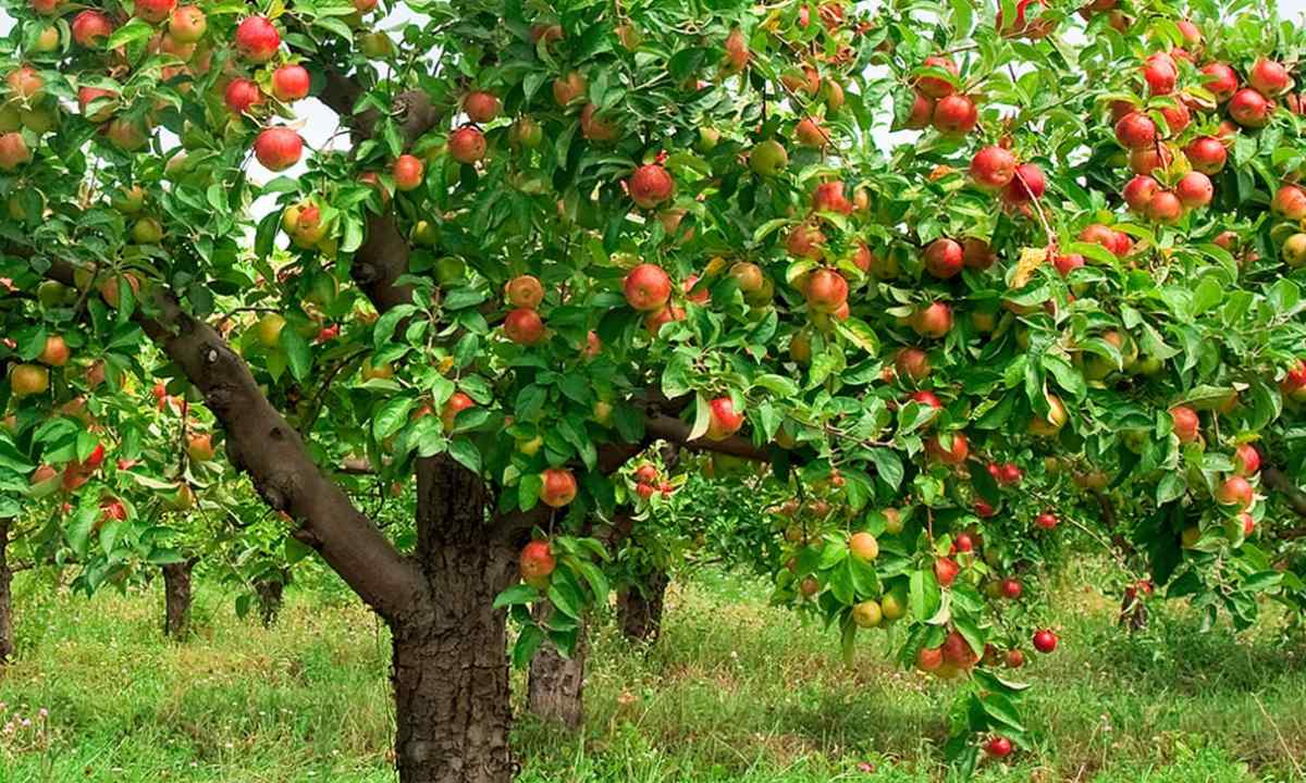 How to choose apple-tree saplings