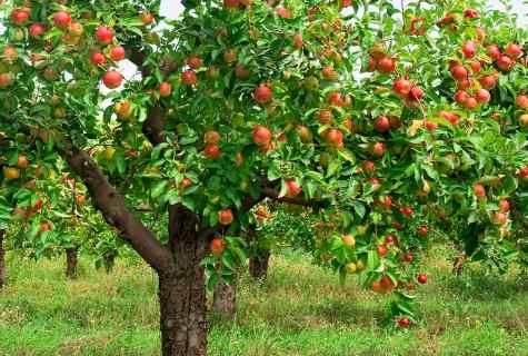 How to choose apple-tree saplings
