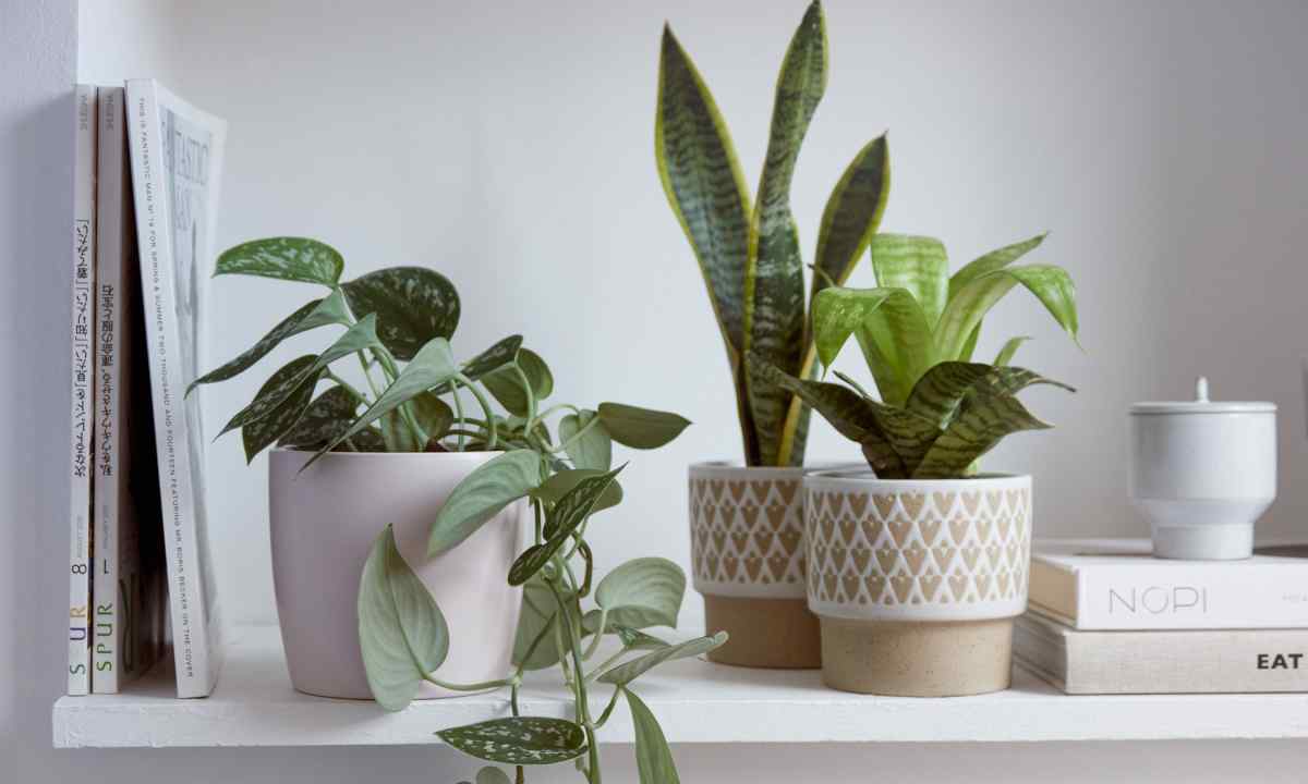 How to feed up houseplants