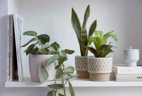How to feed up houseplants