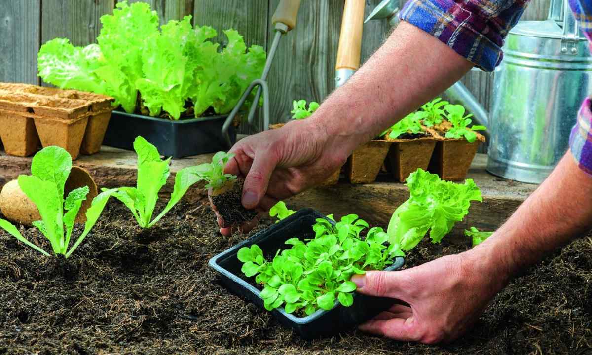 How to prepare the earth of kitchen garden for landings in the spring