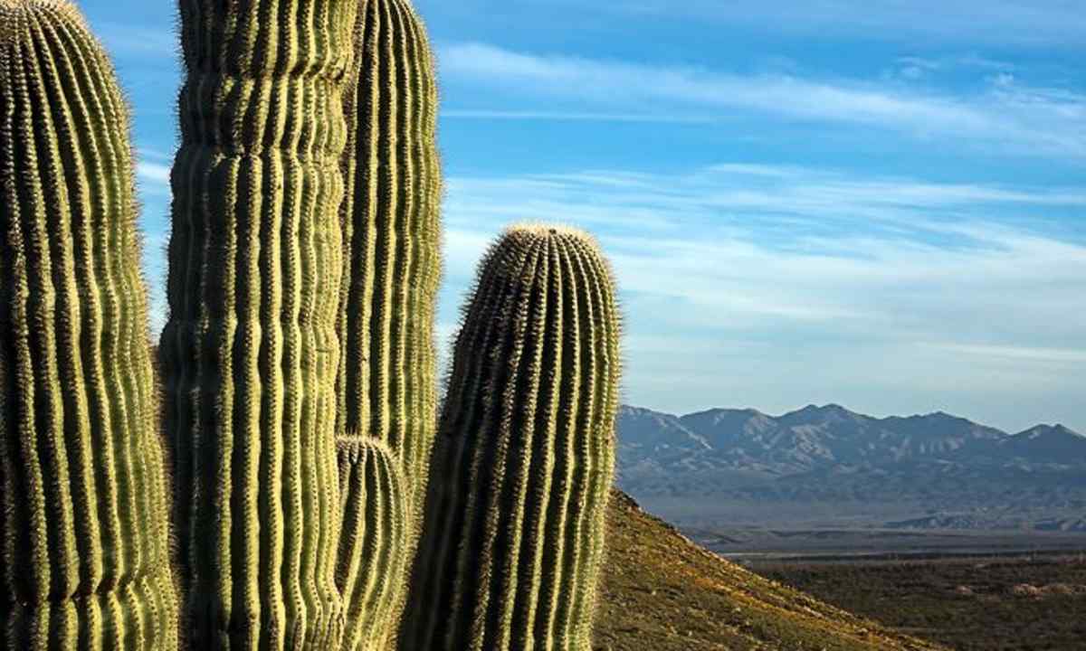 How to replace big cactus