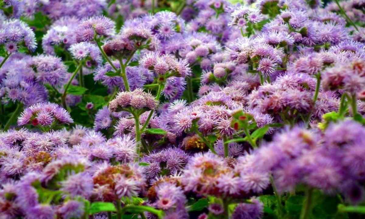 As it is correct to plant seeds of ageratum