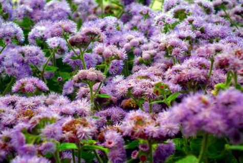As it is correct to plant seeds of ageratum