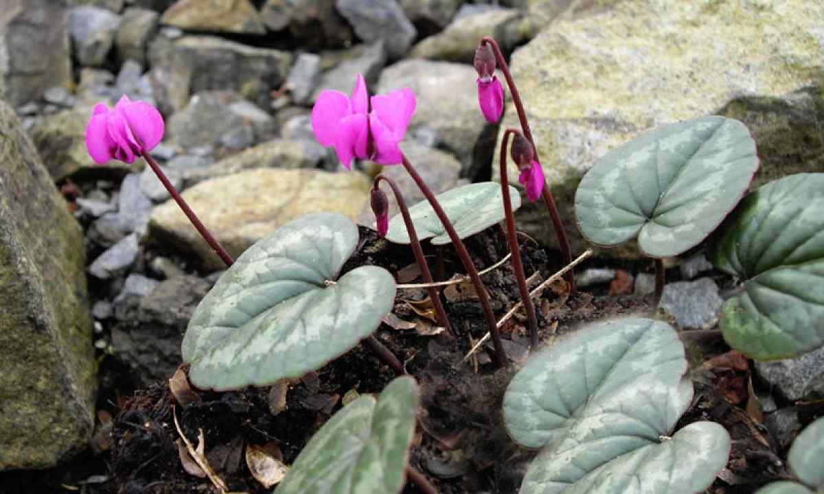 Landing and care for cyclamen