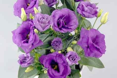 How to seed eustoma seeds