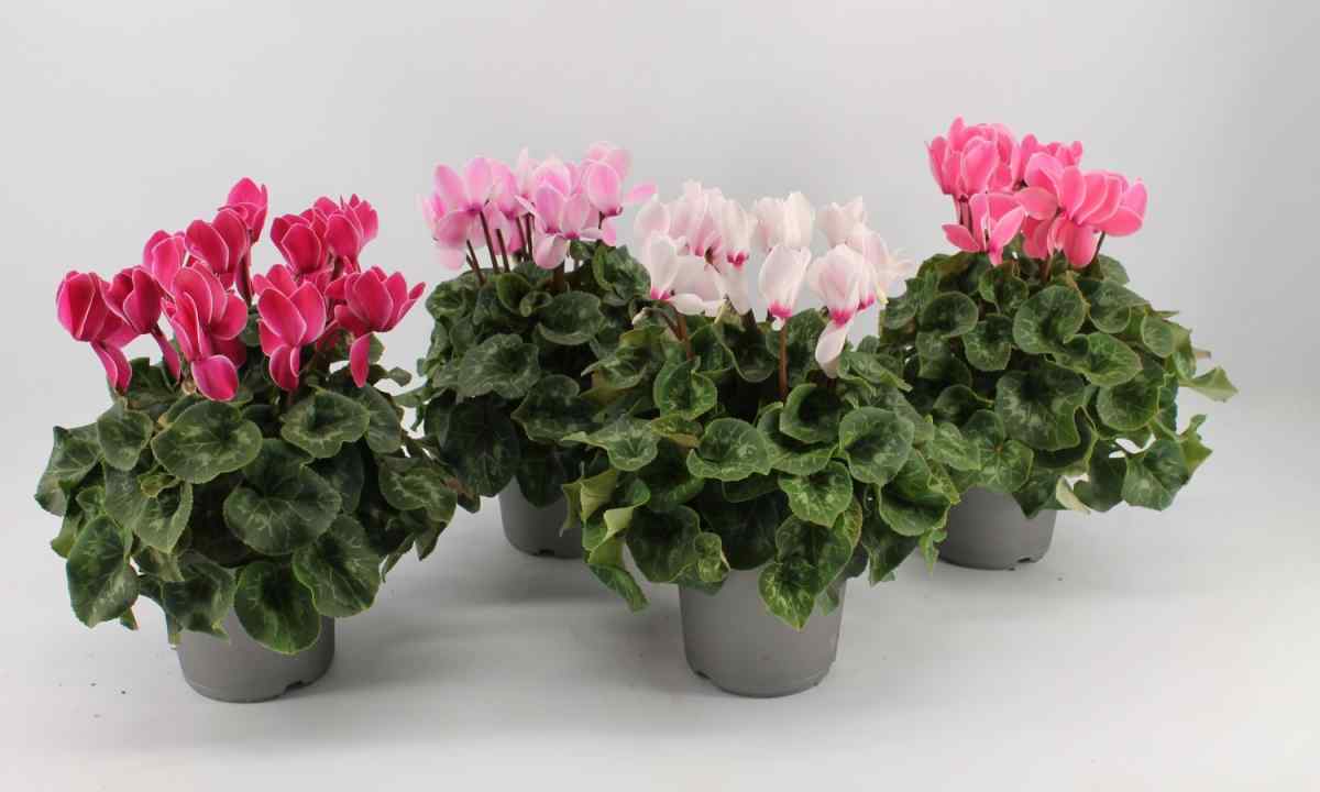How to make multiple copies cyclamens
