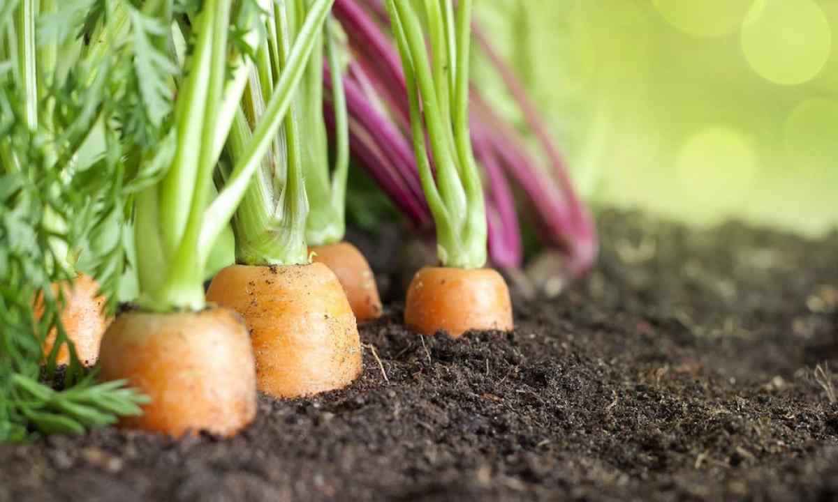 How to grow up good harvest of garden radish in kitchen garden