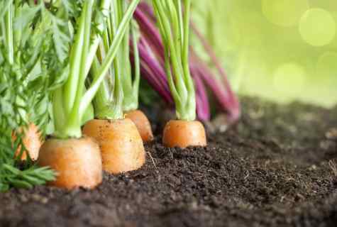 How to grow up good harvest of garden radish in kitchen garden