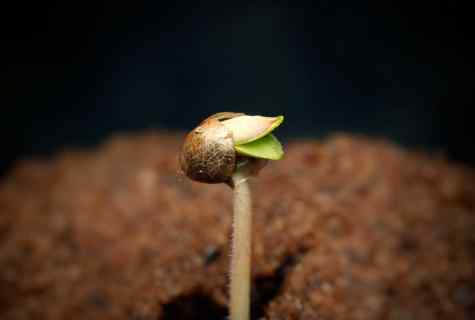 How to grow up seeds