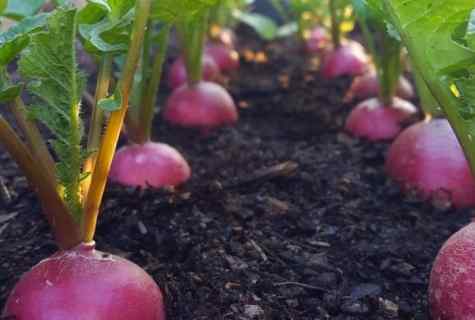 How to seed garden radish