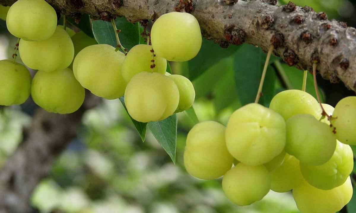 How and when to plant gooseberry on personal plot