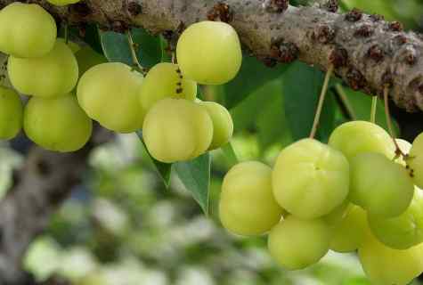 How and when to plant gooseberry on personal plot