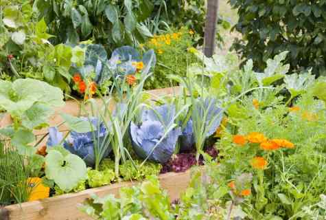 What to begin in the spring work in kitchen gardens and gardens with