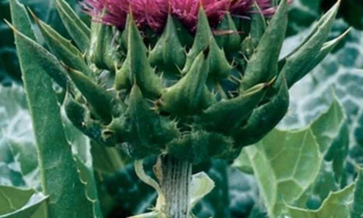 How to grow up thistle from seeds