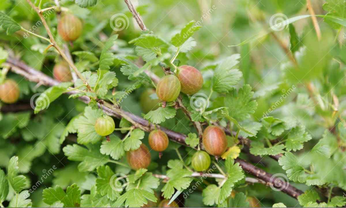 How to grow up gooseberry