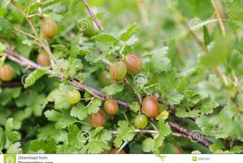 How to grow up gooseberry