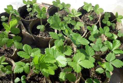 How to grow up wild strawberry from seeds