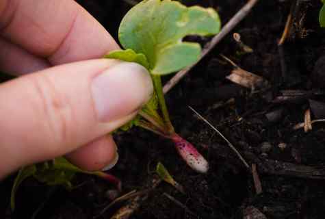 Secrets of cultivation of garden radish in the early spring