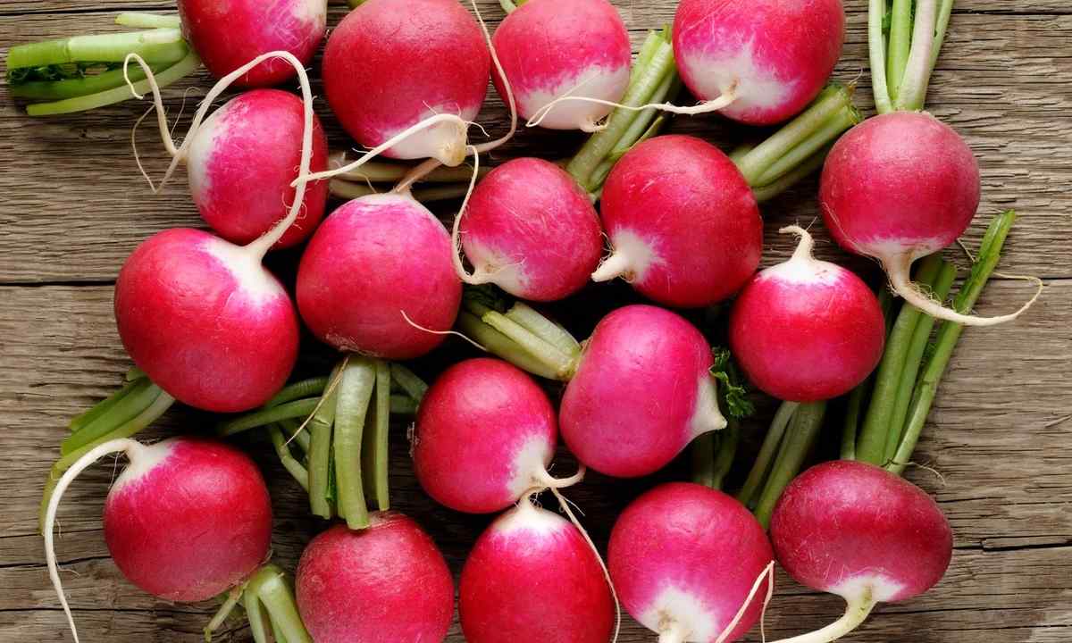 How to grow up juicy garden radish