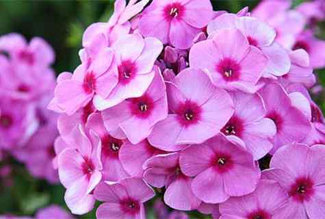 How to grow up long-term phlox from seeds