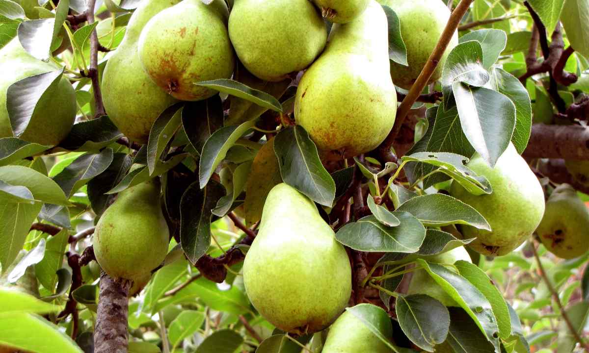 Pear of grade of Velez: description, features of landing and care for sapling