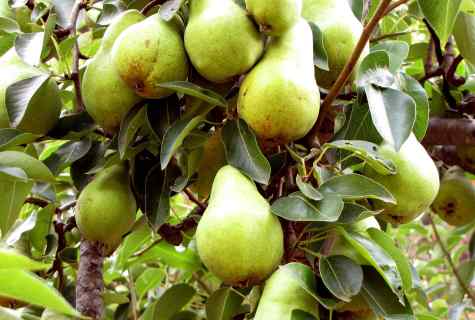 Pear of grade of Velez: description, features of landing and care for sapling