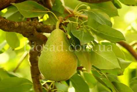 How to plant pear