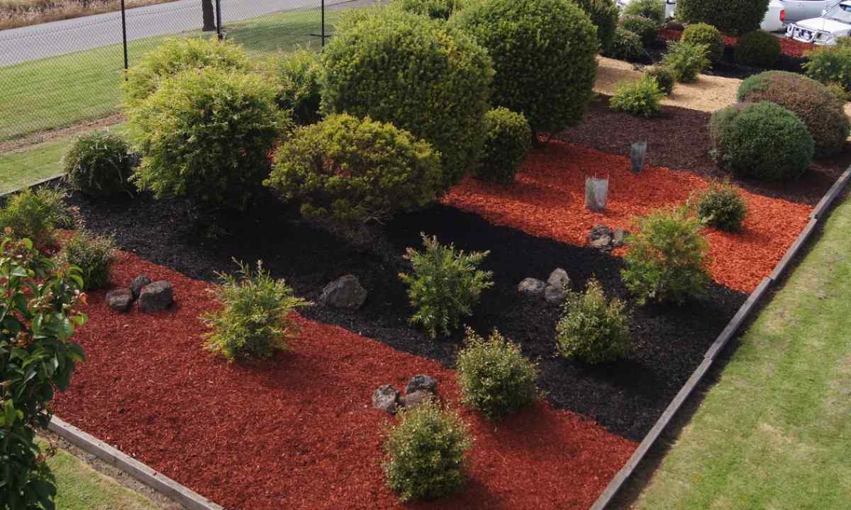 Mulching in garden: than and why