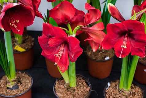 How to replace Hippeastrum
