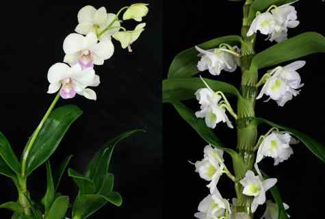 How to replace dendrobium