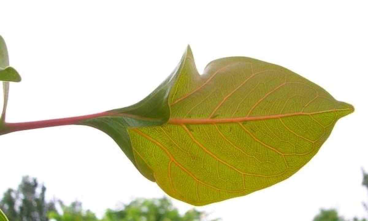 How to grow up ficus from seeds