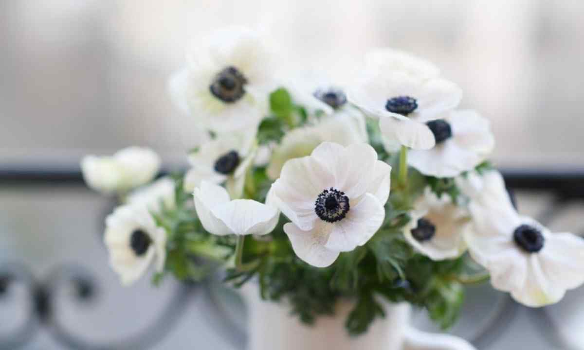 How to grow up anemones