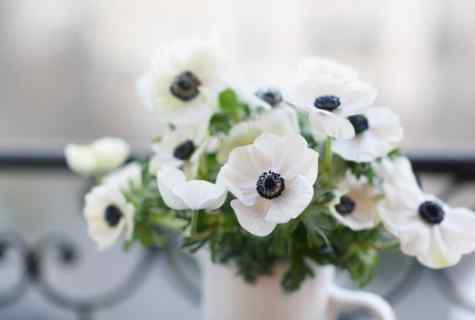 How to grow up anemones
