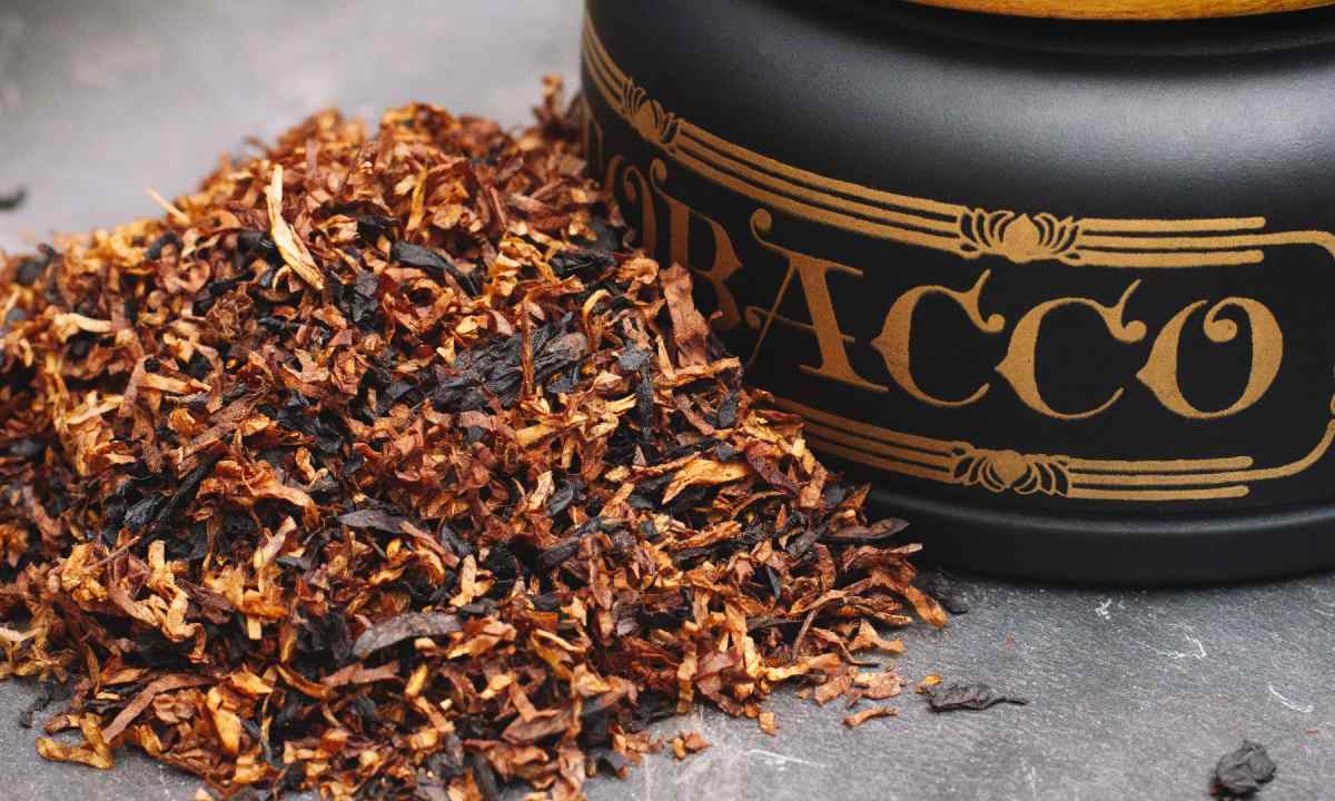 How to grow up fragrant tobacco