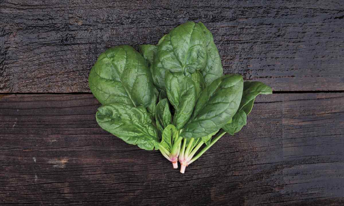 How to grow up spinach