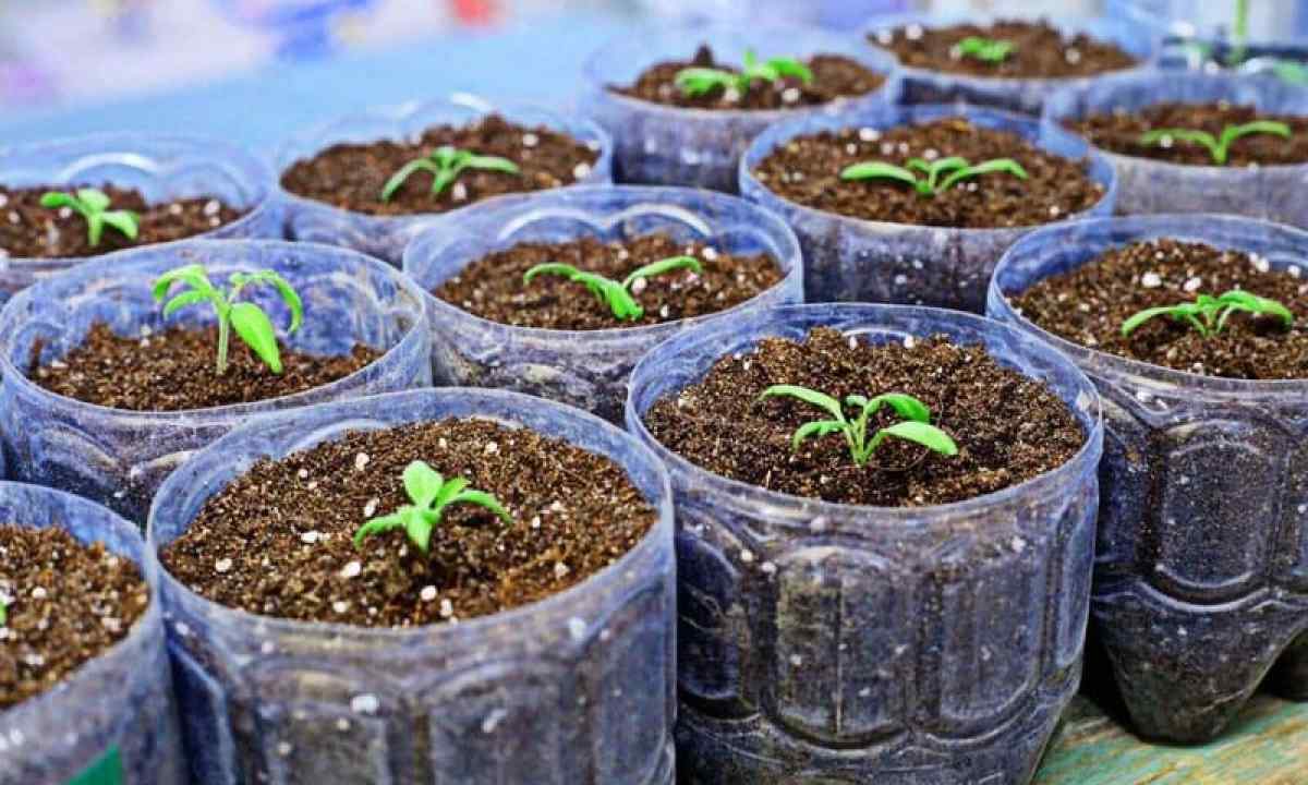 How to seed seedling