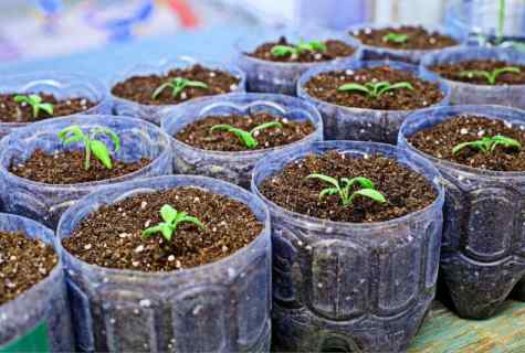 How to seed seedling